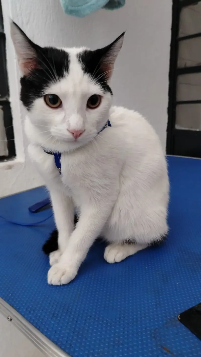 Peludo rescatado en su nuevo hogar